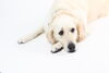 リアンの看板犬！蓮【レン】君です(^▽^)「２月のおやすみ案内」