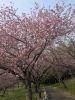 ボタン桜「明日4月20日常陸風土記の丘桜まつり最終日🌸」