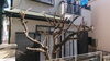 剪定後「庭木の剪定•伐採•草刈（相模原）施工事例」