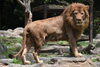 「「とべ動物園　ねこ歩き」を開催します。」