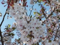 細野牧場地区