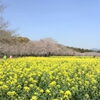 春のみやざき　花見・桜スポット情報2018