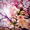 桜前線