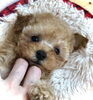 まるくん♡「ご家族決まりました　♪( ´θ｀)」