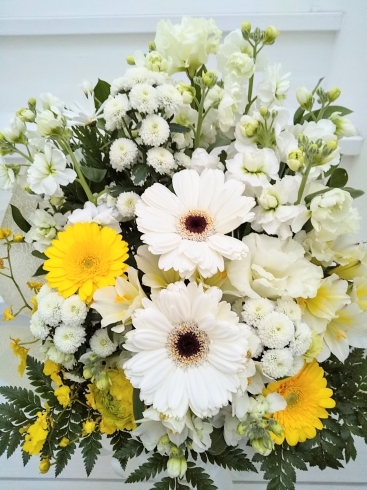 白メインで黄色を入れて。「【札幌市北区のお花屋さん　花だより】お悔やみアレンジ」