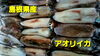「○本日のお刺身○【島根県産】アオリイカ、ヨコワマグロ」