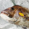 「魚魚市場鮮魚コーナーおすすめは「北海道産活きホタテ・カレイ」です♪」