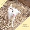 ひみつきちで子ヤギが産まれました グランピングひみつきちのニュース まいぷれ 佐世保