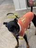 「犬に洋服は必要でしょうか？」