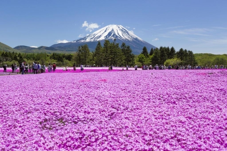 画像提供：富士芝桜まつり（2015年）