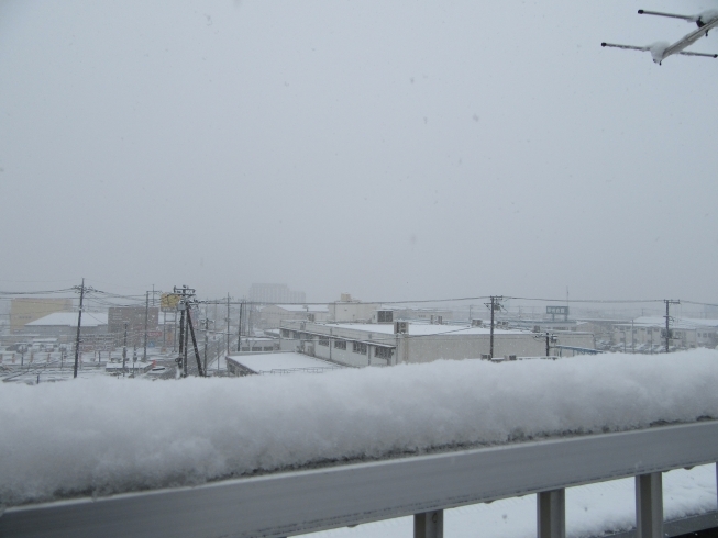 積もってきました「雪が降ってます」