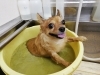 ハーブ湯でまったり「☆肌トラブル対策メニュー☆【南区上鳥羽　吉祥院　トリミング　ペットサロン　どっぐさろんあきゅ】」