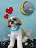 「可愛い子ちゃん♡ Dog salon mofu mofu 余市町」