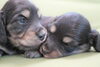 「ミニチュアダックス子犬情報」