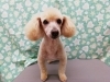 顔バリ　モモちゃん「☆3人組☆【南区上鳥羽　吉祥院　トリミング　ペットサロン　どっぐさろんあきゅ】」