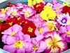 おふさ観音の花手水「おふさ観音の花手水」