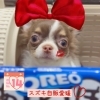 看板犬のカタナくん❤️「バレンタイン限定プレゼント❤️」