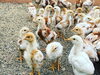 もみじ「30日目のもみじ&さくら成長記【鶏舎を建築するなら悠々ファームへ】」