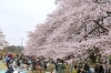 さやま桜様 （菜の花と桜のコラボレーション！／「花の遊歩道の会 