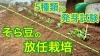 「【家庭菜園に向けての提案】ソラマメの種まきの違いと追肥作業　タネのハシモト」