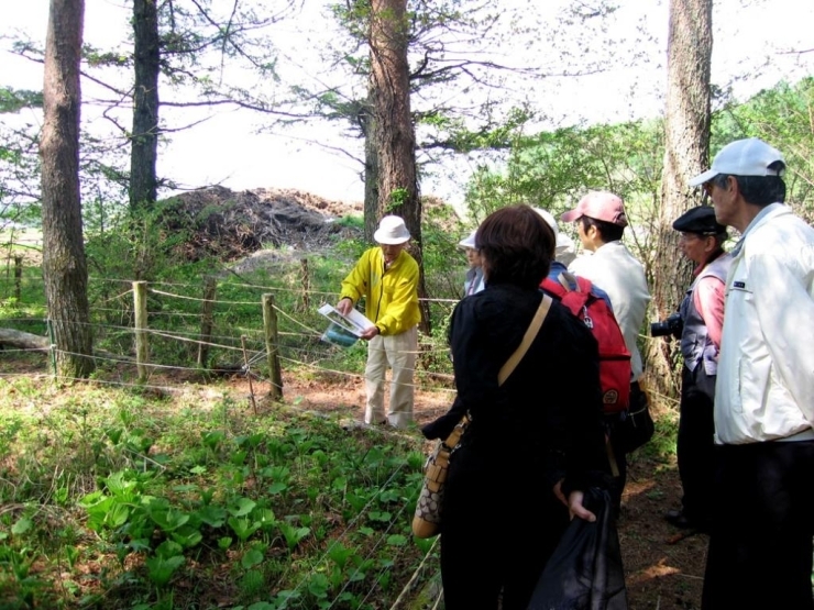 クマガイソウ見学ツアーの様子