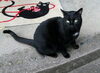 「迷い猫を保護しています【新居浜市役所環境保全課】」