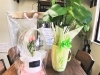「移転OPENのお祝いに、観葉植物とバルーンフラワーを頂きました。ありがとうございます‍♀️」