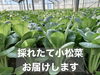 送料無料で自宅までお届け！「江戸川区の小松菜農家さんが採れたての新鮮小松菜を自宅までお届けしてくれます♪　大きいのにめっちゃ柔らかくて美味しくて、サラダでいただくのがおススメ♪　ぜひ食べてみて(^_-)-☆」