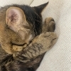 猫【習い事・ポーセラーツ・カルチャースクール・プレゼント・大人の習い事・趣味・ハンドメイド・資格取得・観光・体験】