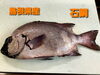 「○本日のお刺身○【島根県産】石鯛、ヒラマサ」