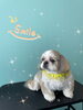 「わんこちゃん♡ Dog salon mofu mofu余市町」