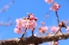 なぎさ公園の河津桜　「春の訪れ★なぎさ公園　河津桜開花情報★今月末くらいが見ごろかな～(^_-)-☆」