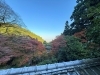 「西山興隆寺の紅葉状況をお届けします！【2025/11/23】」