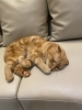 「毛繕い中のキラくん【宮崎ナナイロ(メガドンキ)にある猫カフェ・漫画・ドリンクバー・ワークプレイス】」