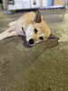 「看板犬 🐕💕」