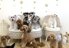 ソファ前　おはぎ♡むぎちゃん♡きぃ♡きな「ましゅまろ幼稚園🐾パート1」