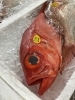 「魚魚市場鮮魚コーナーおすすめは「キンメダイ・クロ」です♪」