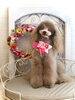 ＭuＭu １４歳になりました☺️「うちのこ　秋桜🐾」