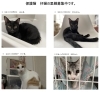 里親さま　絶賛大募集中の仔猫達です。「ニケミンハウスで育てた、４匹の保護っこ仔猫の里親募集中です。【入間市・猫カフェ・ポイントカード・おやつタイム・保護猫・譲渡・ペット保険・猫・相談・子猫・ラグドール・ノルウェージャン・マンチカン・アメショー・スコティッシュ・三毛猫・黒猫】」
