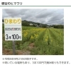 穂谷のヒマワリ「2023  コスモスの里 穂谷（11月上旬まで一般公開）」