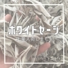 ホワイトセージ「《福島県福島市》ホワイトセージ販売中🌿‬」