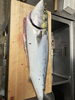 釣った魚捌きサービス「釣った魚の持ち込み捌き依頼ありました」