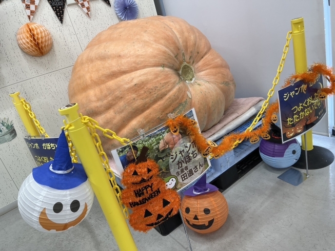JA 長生き市場　現在展示中！「【大かぼちゃ大会!】」