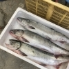 お休みのお知らせです！