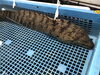 「魚魚市場鮮魚コーナーおすすめは「ヒオウギ貝」です♪」