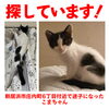 「迷い猫を探しています【新居浜市庄内町6丁目付近】」