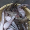 メゴチ、ハマダイ、はだての生ウニ
