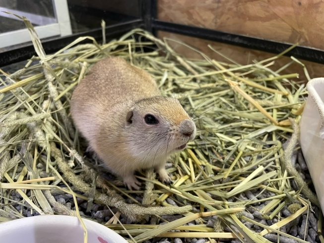 可愛いリチャードソンジリス「スタッフおすすめ！！リチャードソンジリスちゃん♪」