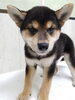 「【WAN'S】新しいワンちゃんのご紹介！柴犬　オス」