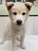 「【WAN'S】新しいワンちゃんのご紹介！柴犬　オス」